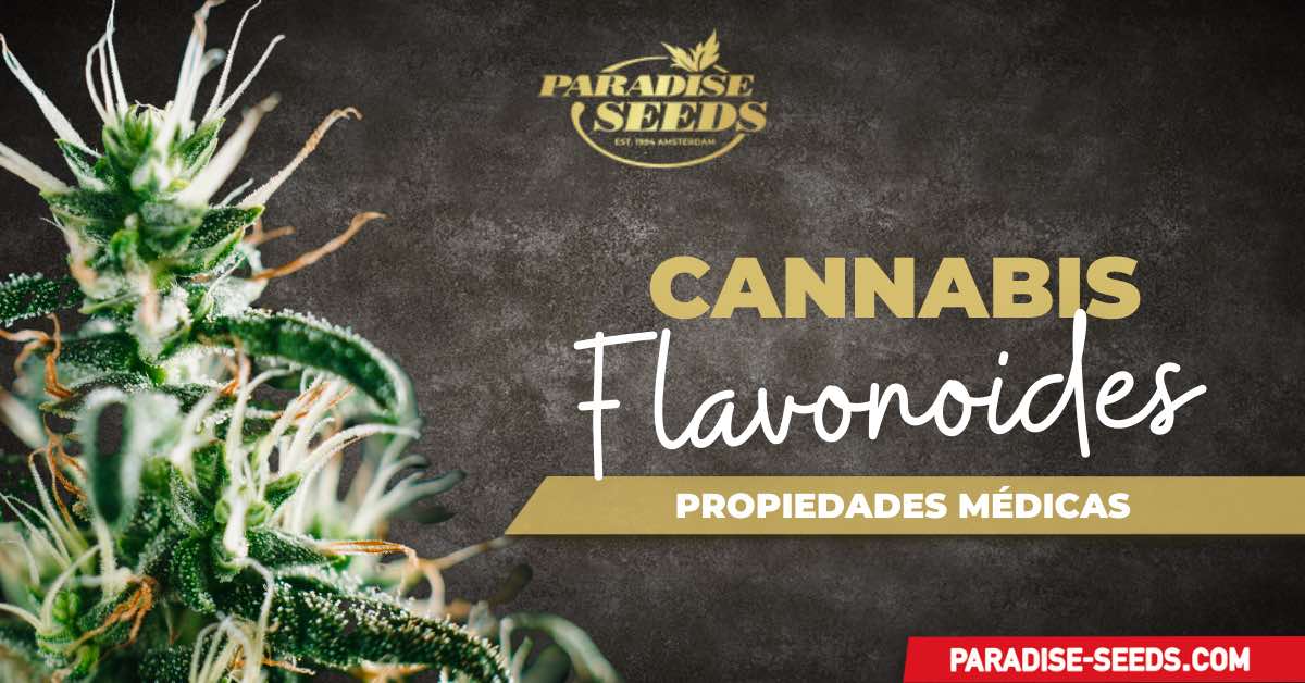Flavonoides del cannabis