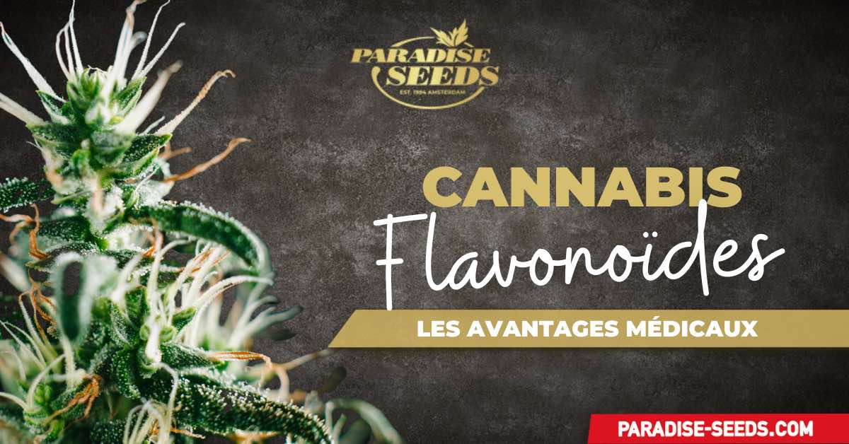 flavonoïdes du cannabis