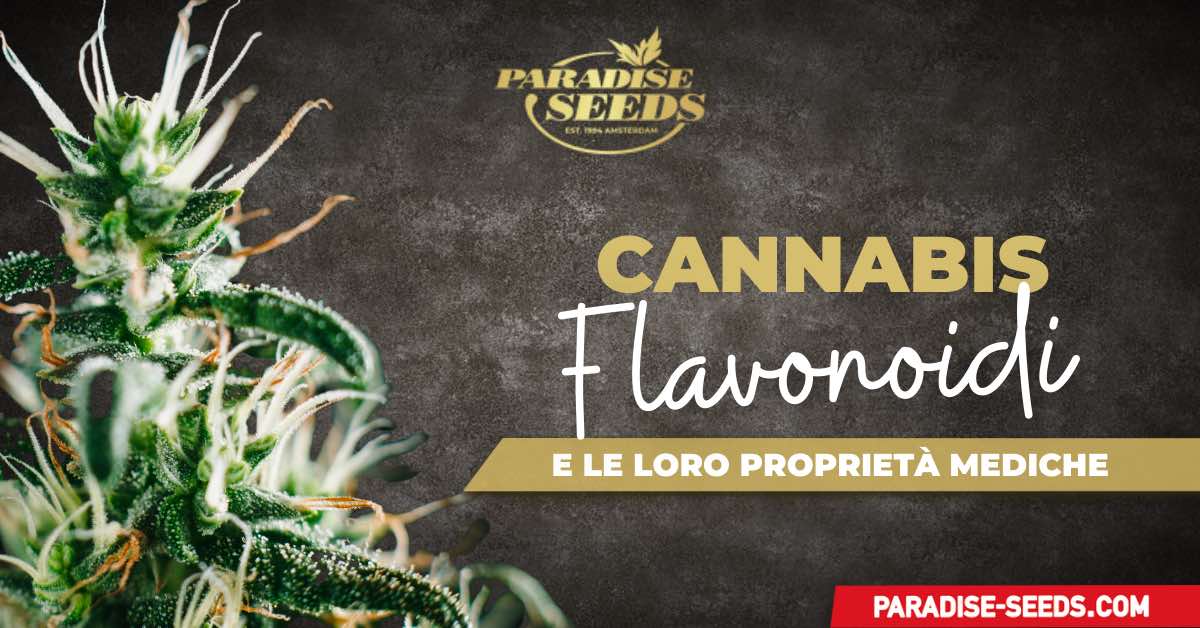 Flavonoidi della Cannabis