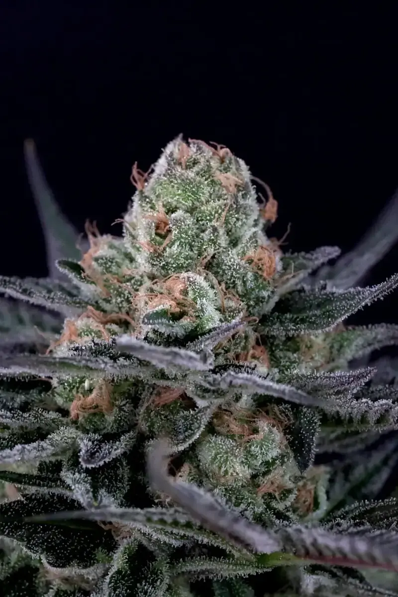 Caramba cannabis bud