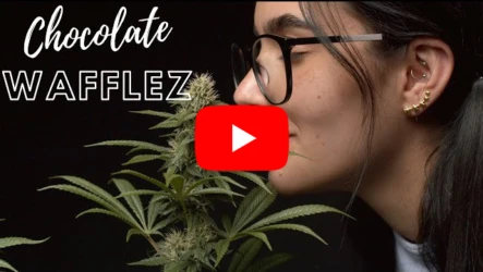 Chocolate Wafflez Grow Tent by Homegrow TV