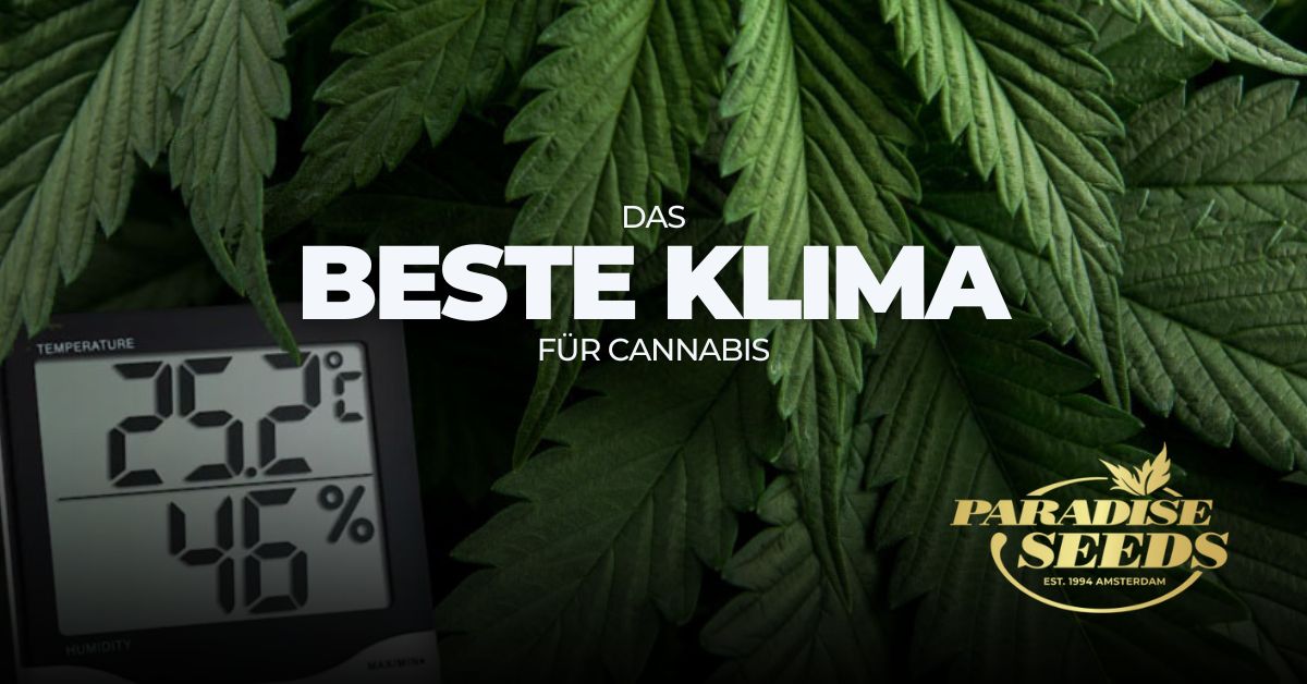 Cannabis climate settings cover artwork Deutsch