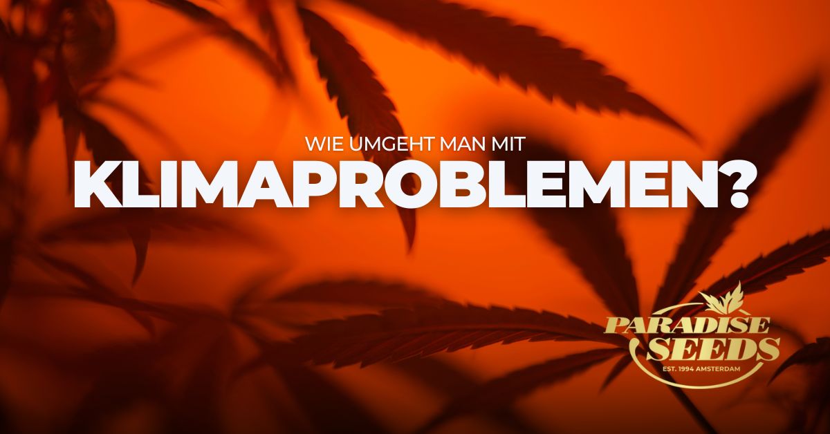 cannabis klimaprobleme cover