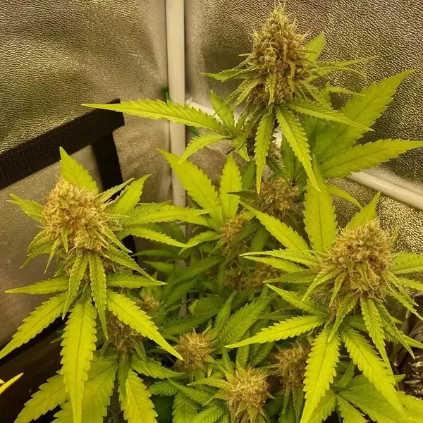 Indica vs sativa: A classic sativa plant