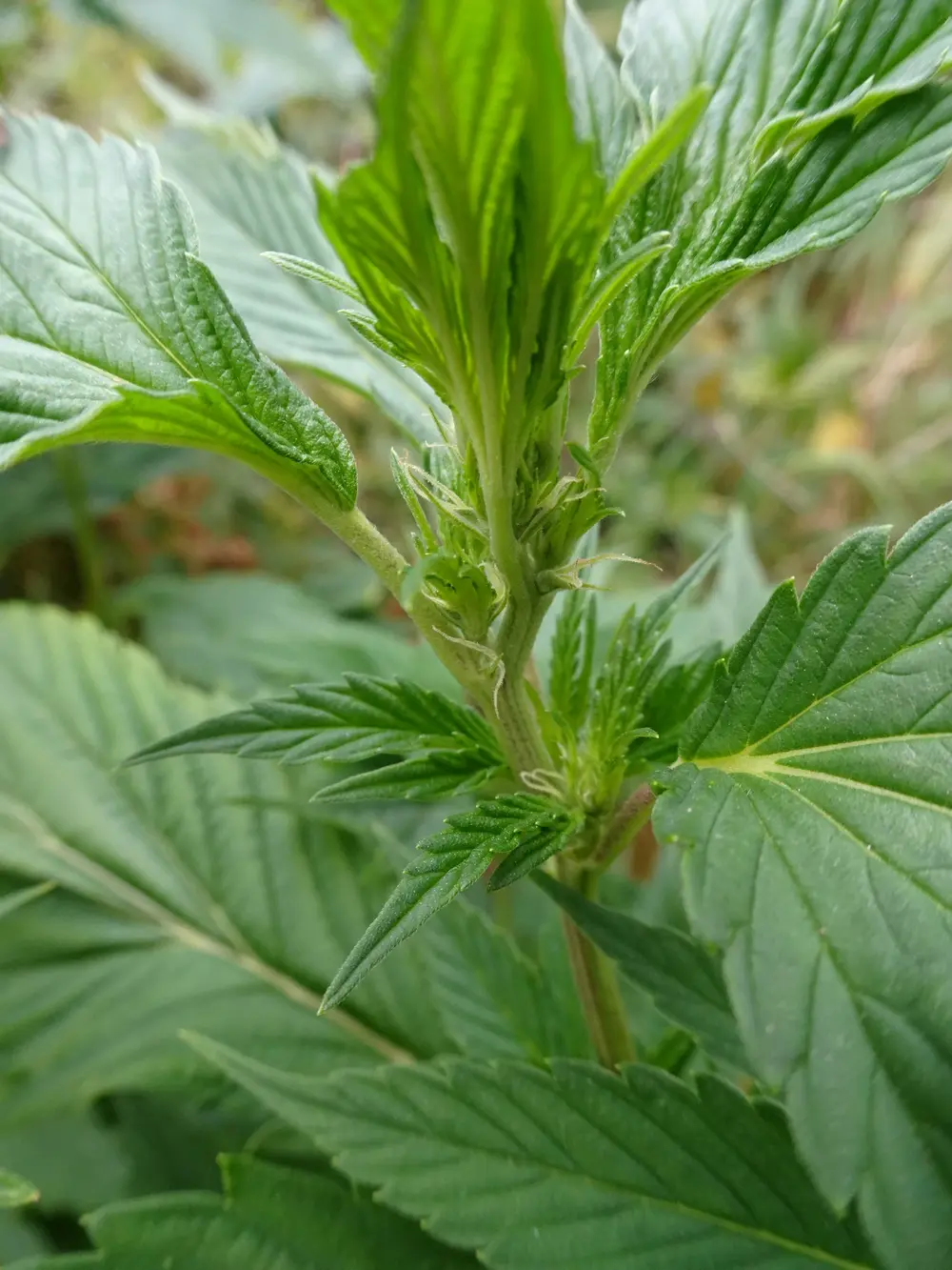 Mutant weed - Ducksfoot