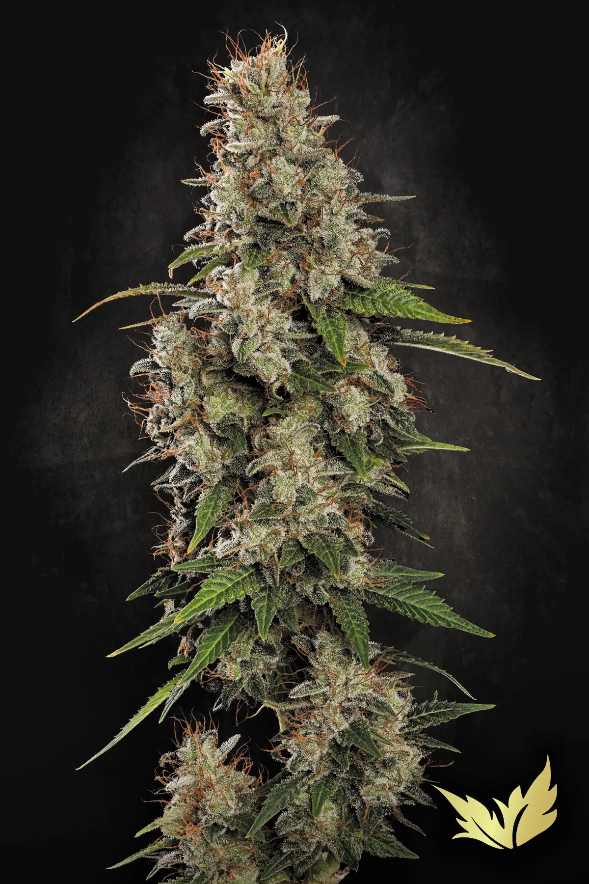 Dutch Dragon cannabis strain by Paradise Seeds