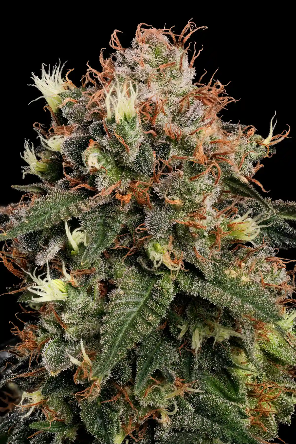 Dutch Kush (Feminized Seeds) – 3 Seeds view 4