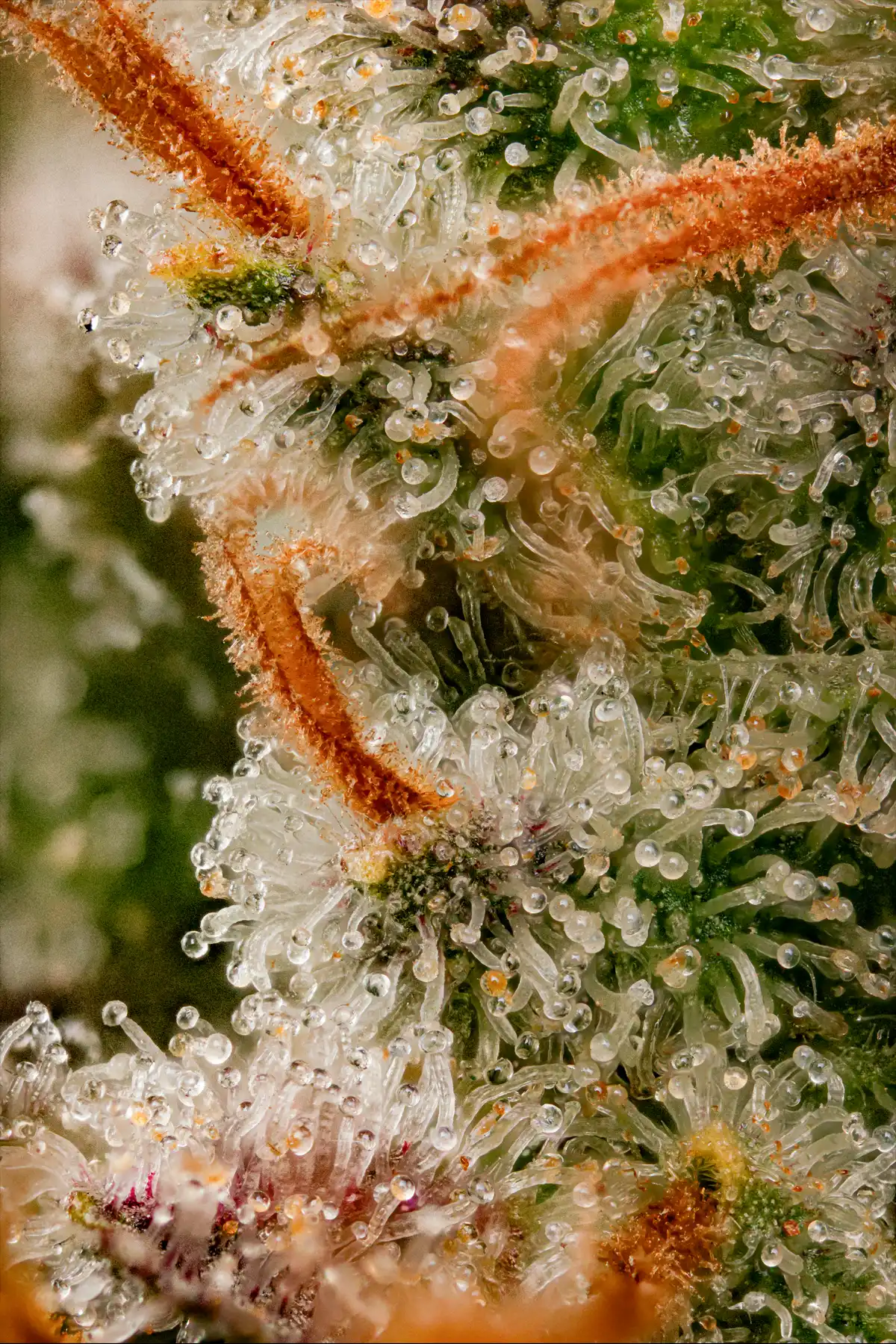 Dutch Kush (Feminized Seeds) – 3 Seeds view 3