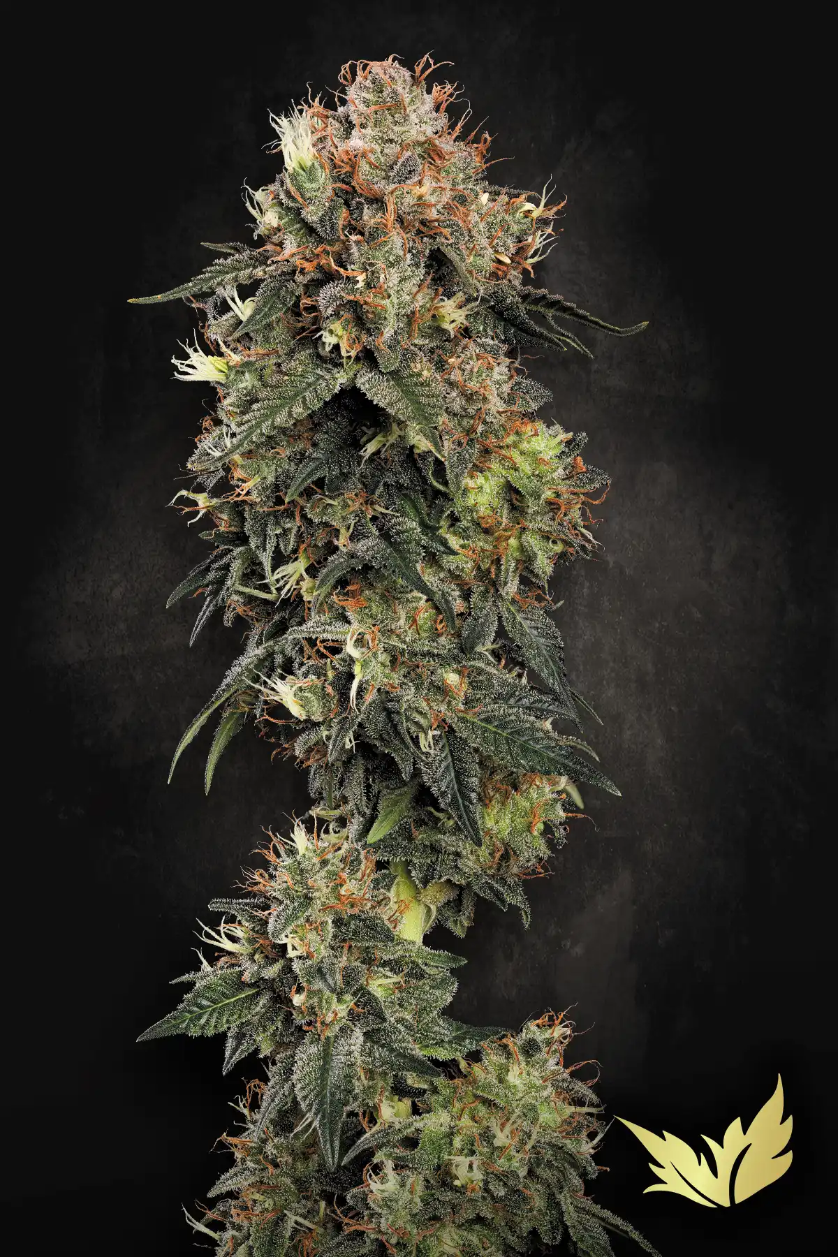 Dutch Kush cannabis strain by Paradise Seeds