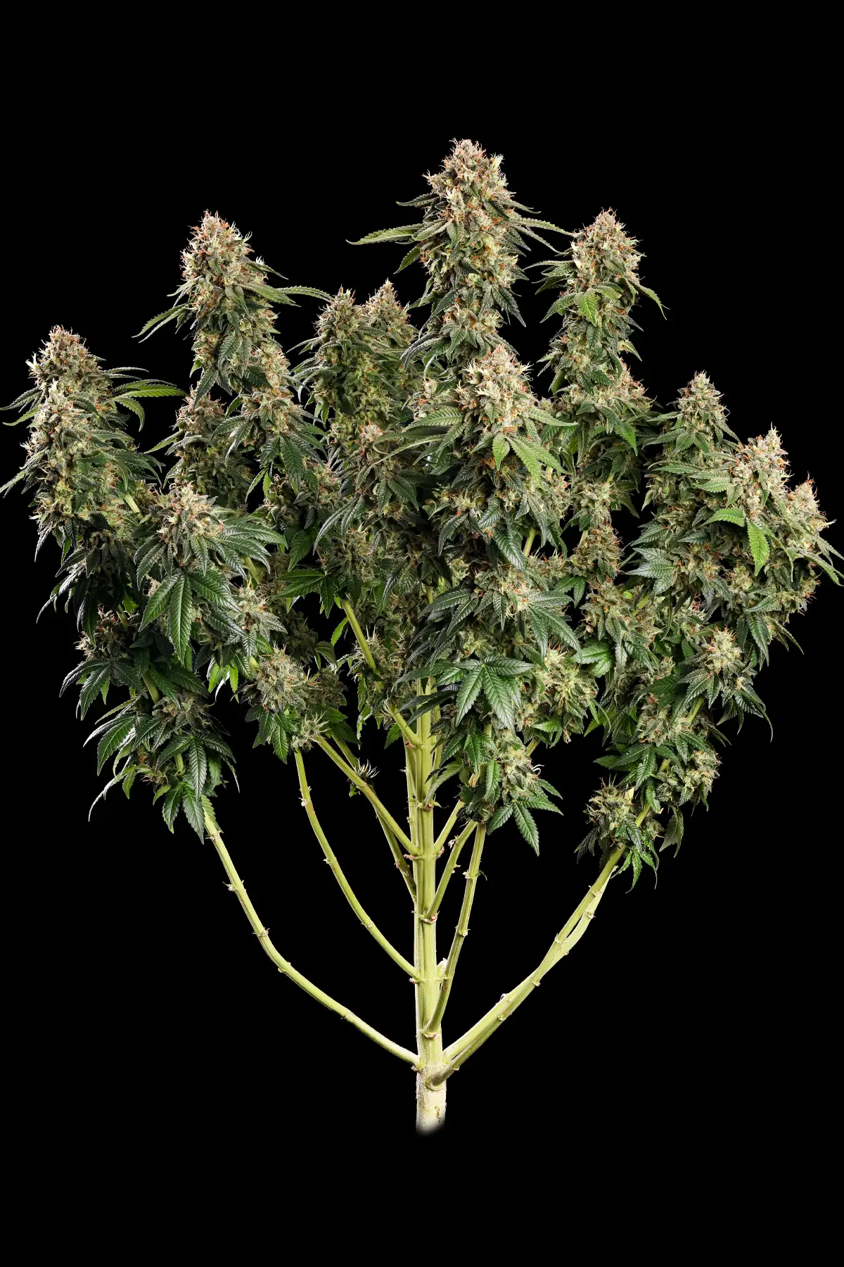 Dutch Kush (Feminized Seeds) – 3 Seeds view 2