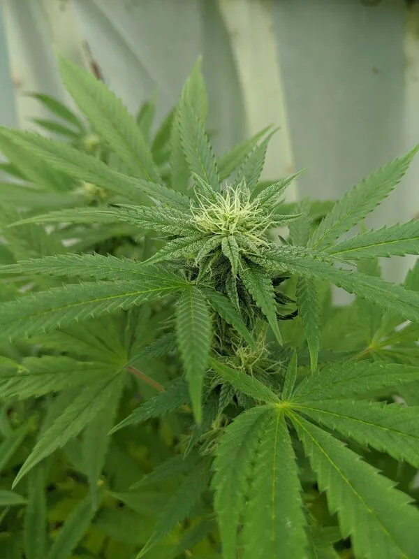 Early cannabis flowering stage bud example.