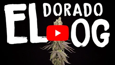 El Dorado OG - Seed Grow Tent by Homegrow TV