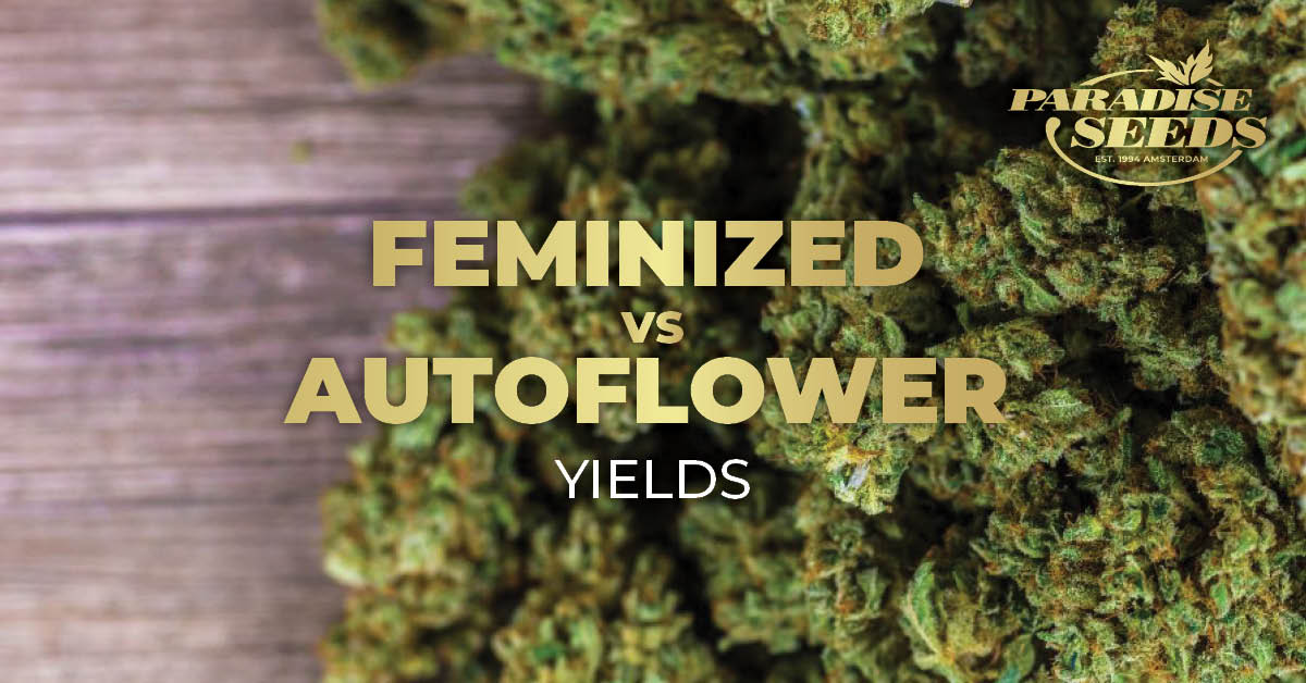 Feminized vs Autoflowering yields