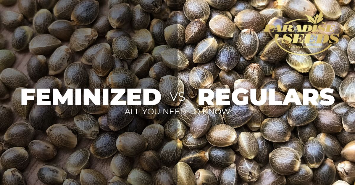 Feminized vs Regular cannabis seeds cover artwork