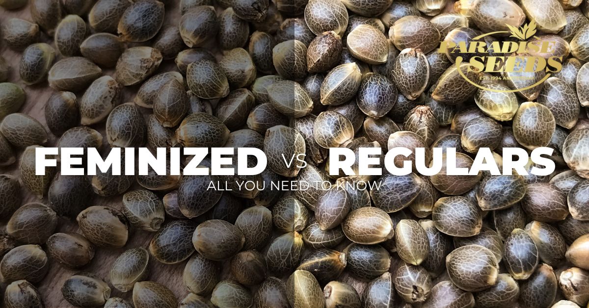 Feminized vs Regular Cannabis Seeds