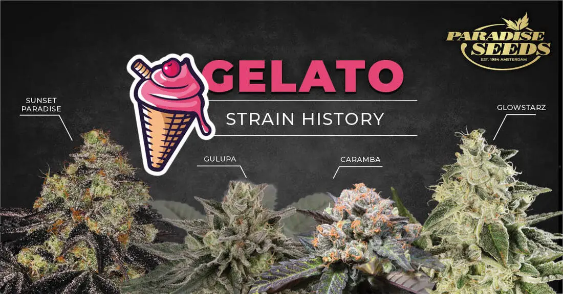 Gelato strain history cover EN