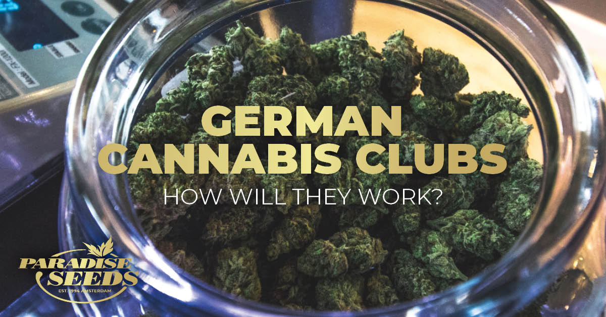 Cover arttwork for German cannabis clubs article