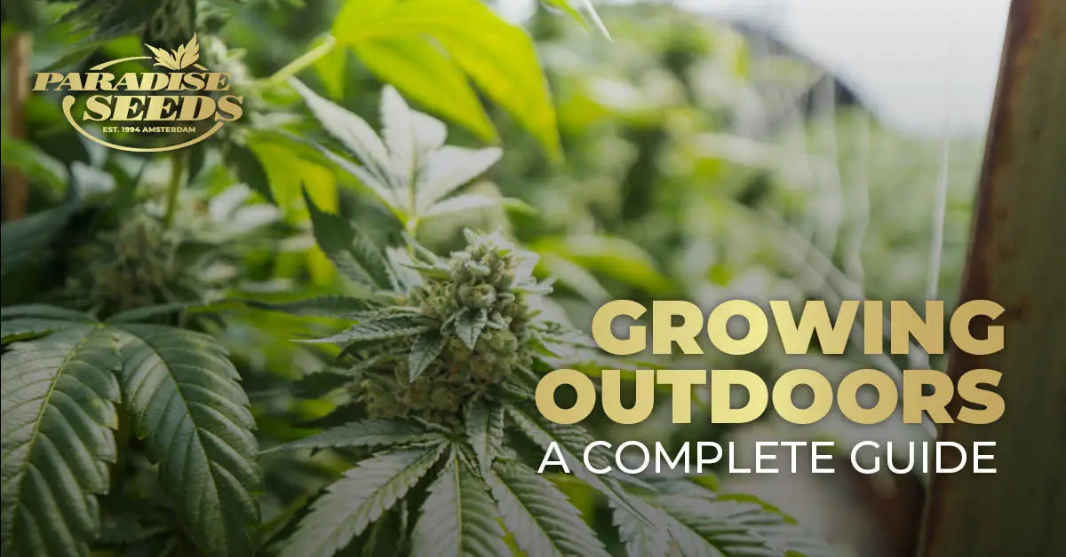 Growing Cannabis Outdoors article cover