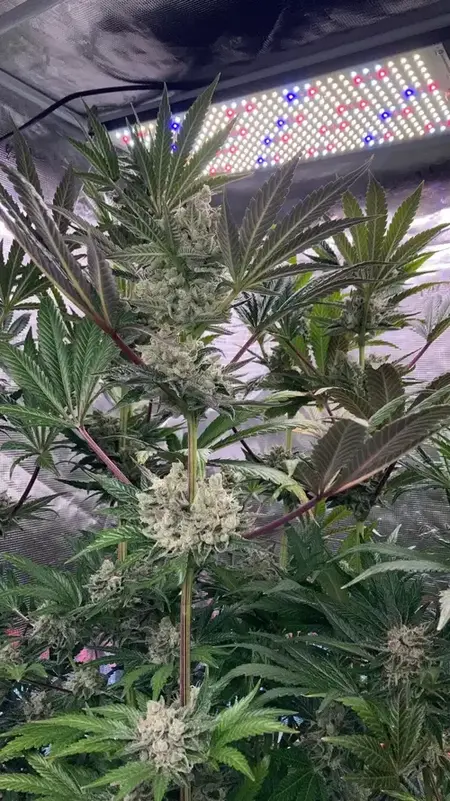 Glowstarz cannabis plant under LED