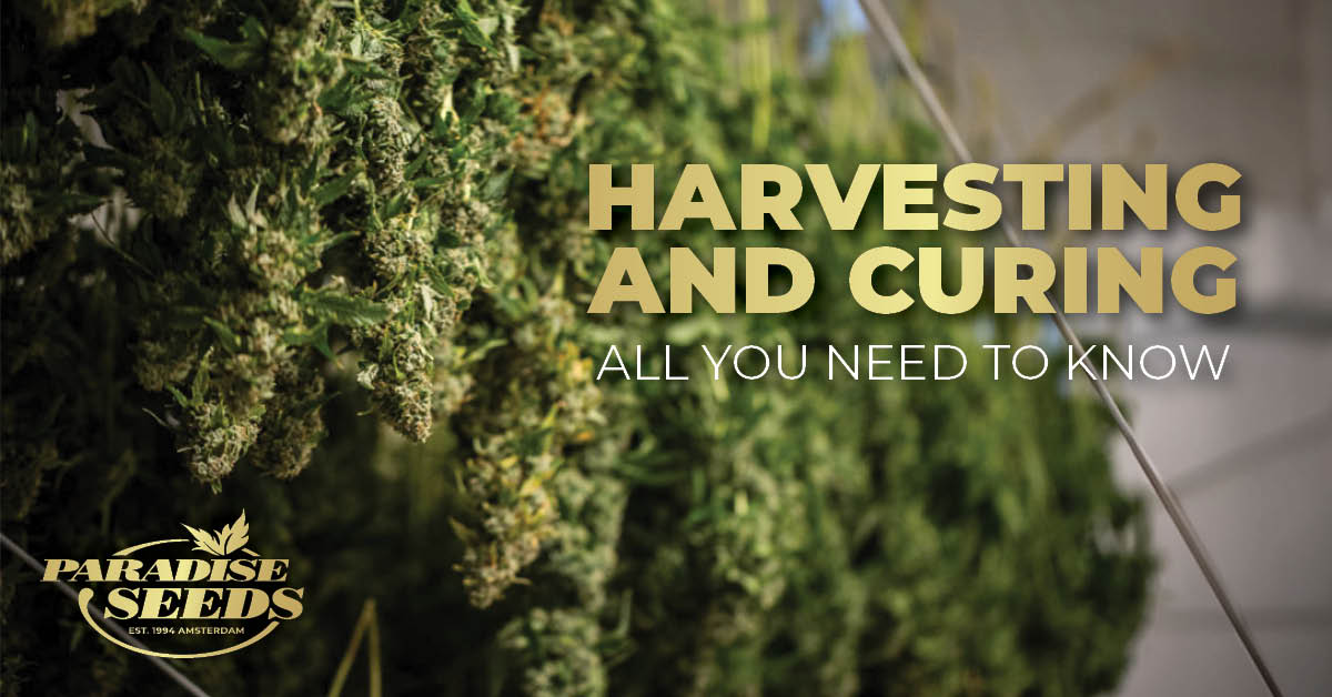 Harvesting and Curing Cannabis