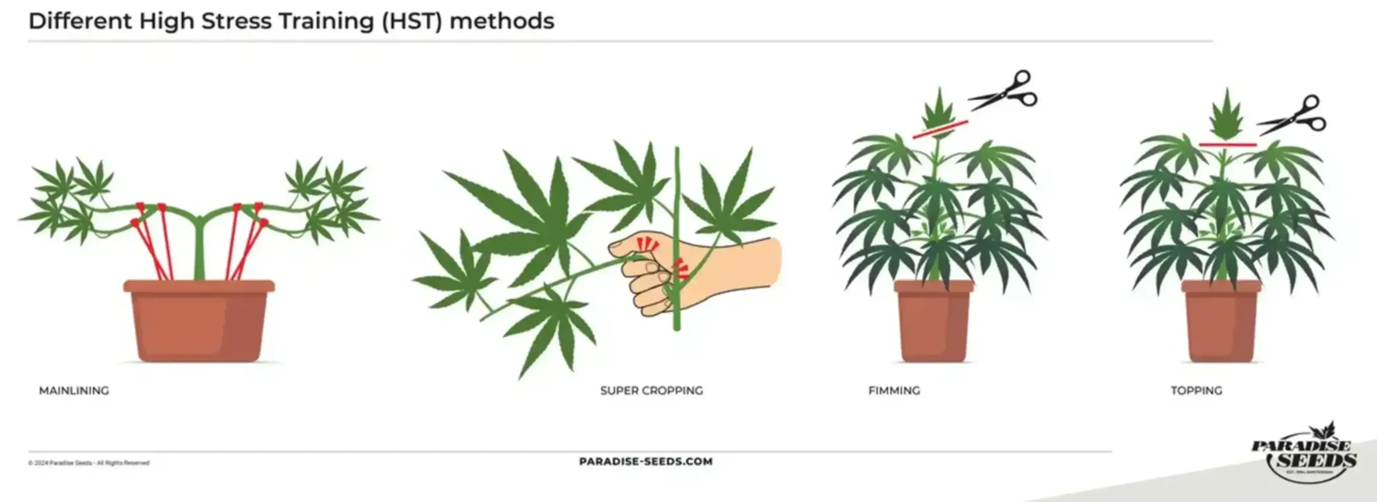 HST cannabis training techniques infographic.