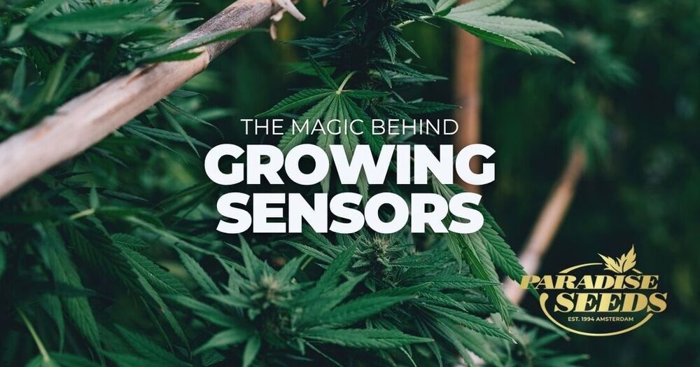 How cannabis sensors work cover image