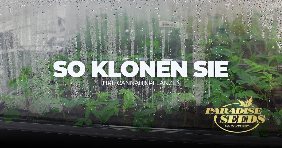 Wie kann man Cannabis klonen?