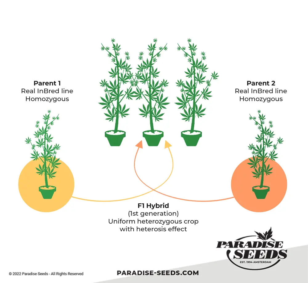 Inbred cannabis line explanation