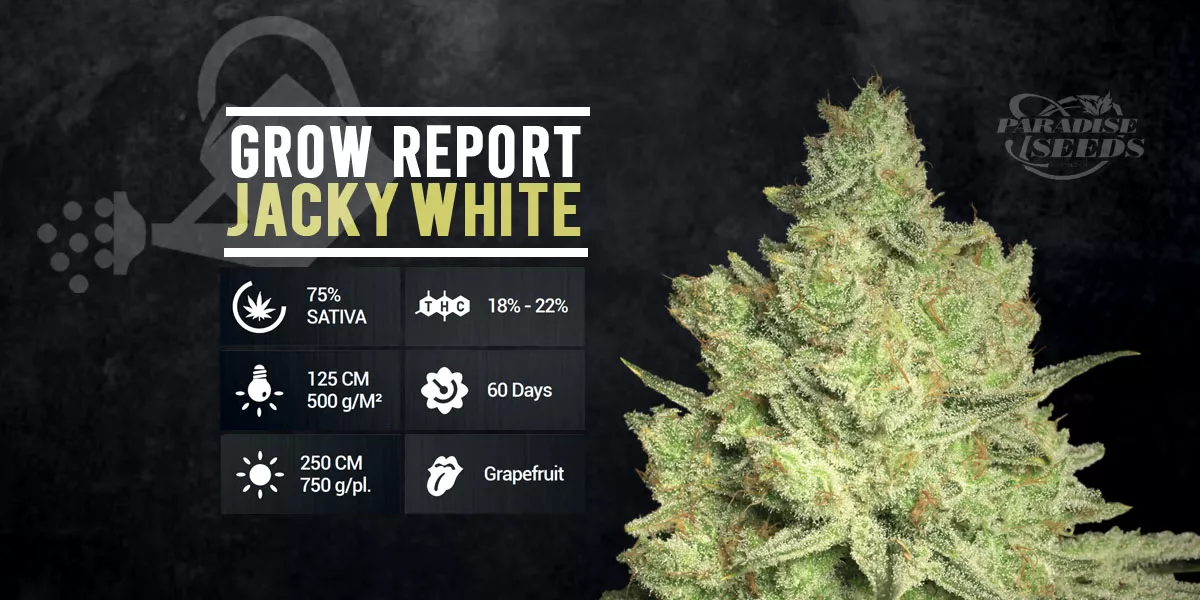 Grow Report: Jacky White | 🥇 Paradise Seeds