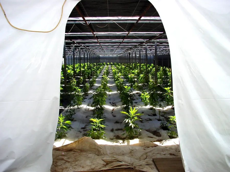 Seedlings in a Paradise Seeds Swiss greenhouse 