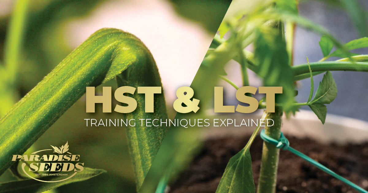 LST and HST cannabis training techniques explained cover image.