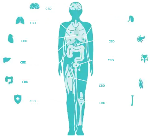 Medical-Cannabis-CBD Medical-Cannabis-CBD
