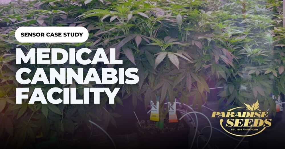 Medical cannabis facility sensors article cover artwork