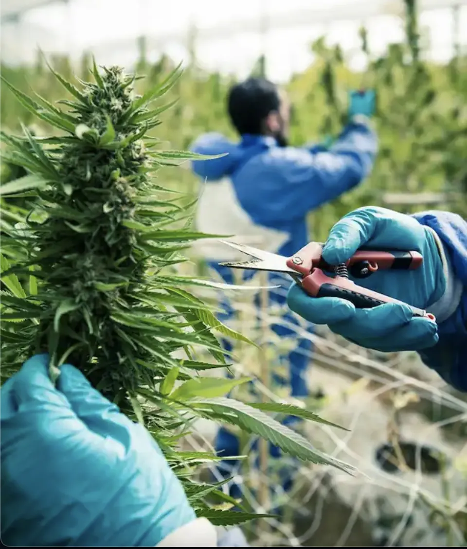 What is Fitbit Labs visual data 6