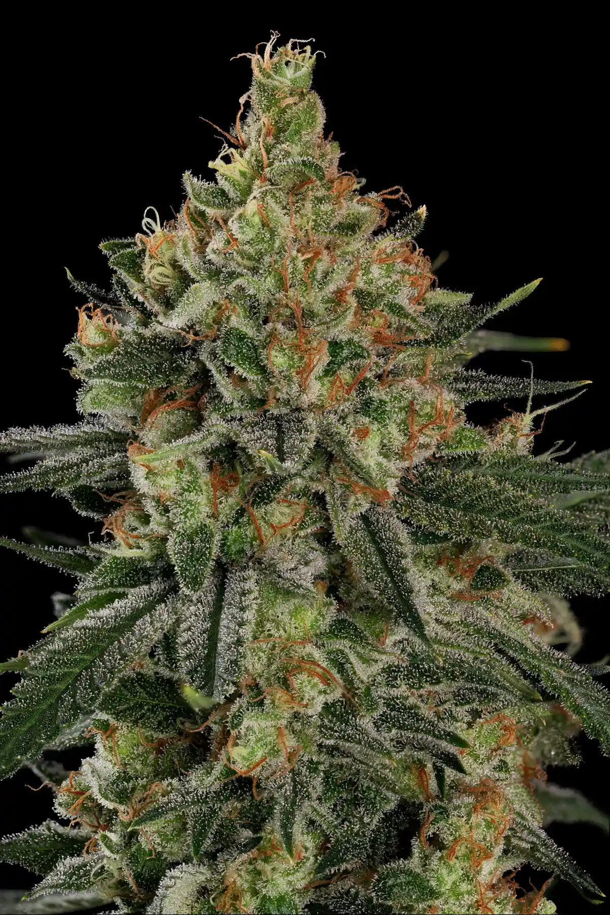 Mendo Crème (Feminized Seeds) – 3 Seeds view 4