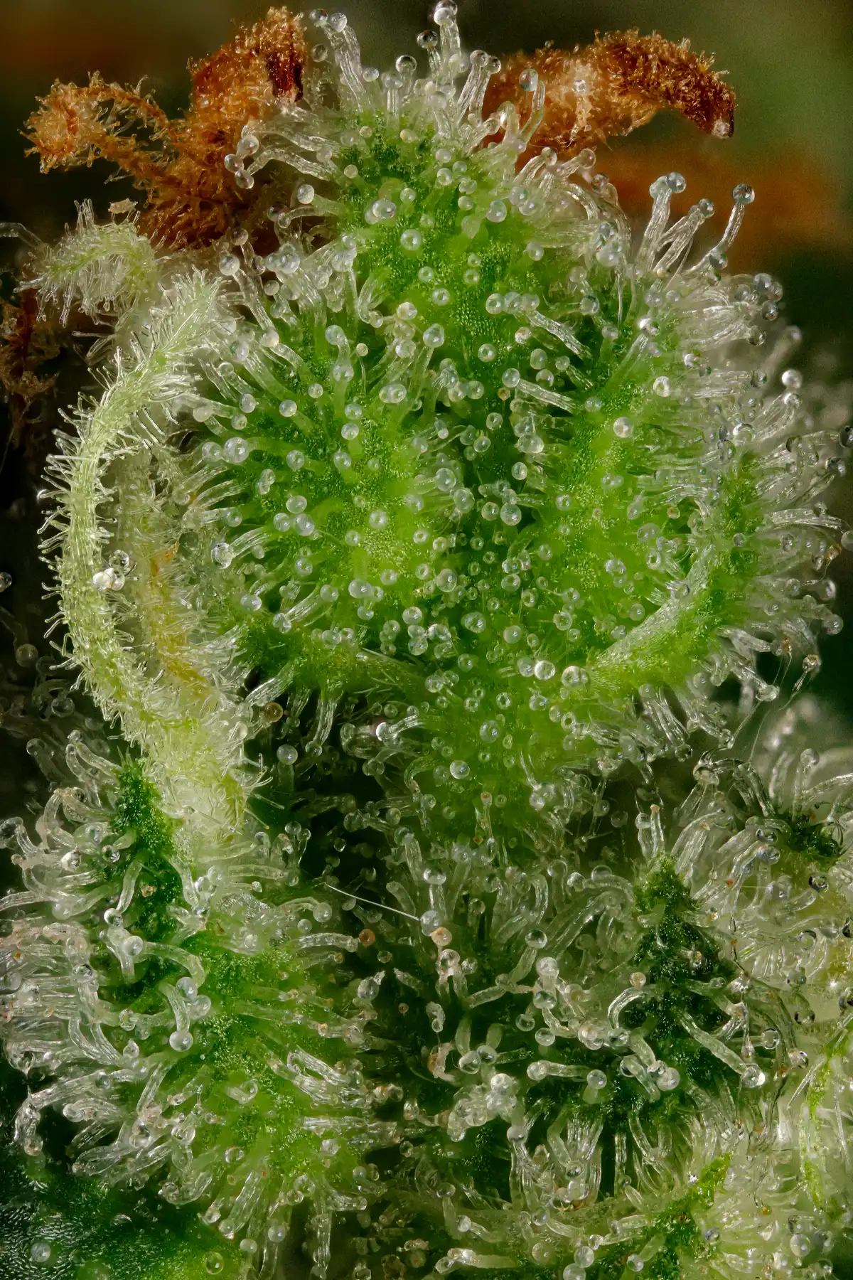 Mendo Crème (Feminized Seeds) – 3 Seeds view 3