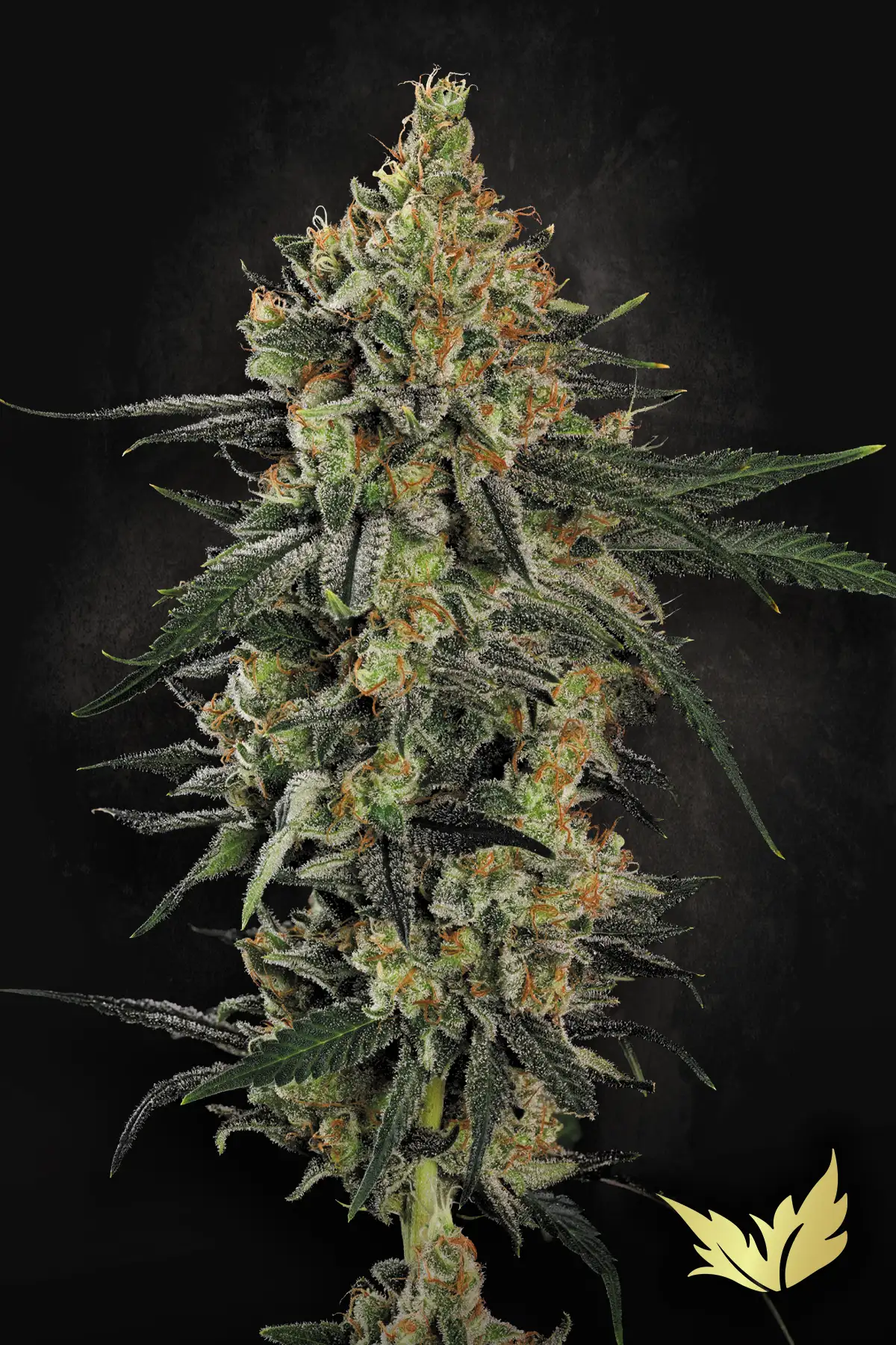 Mendo Crème by Paradise Seeds