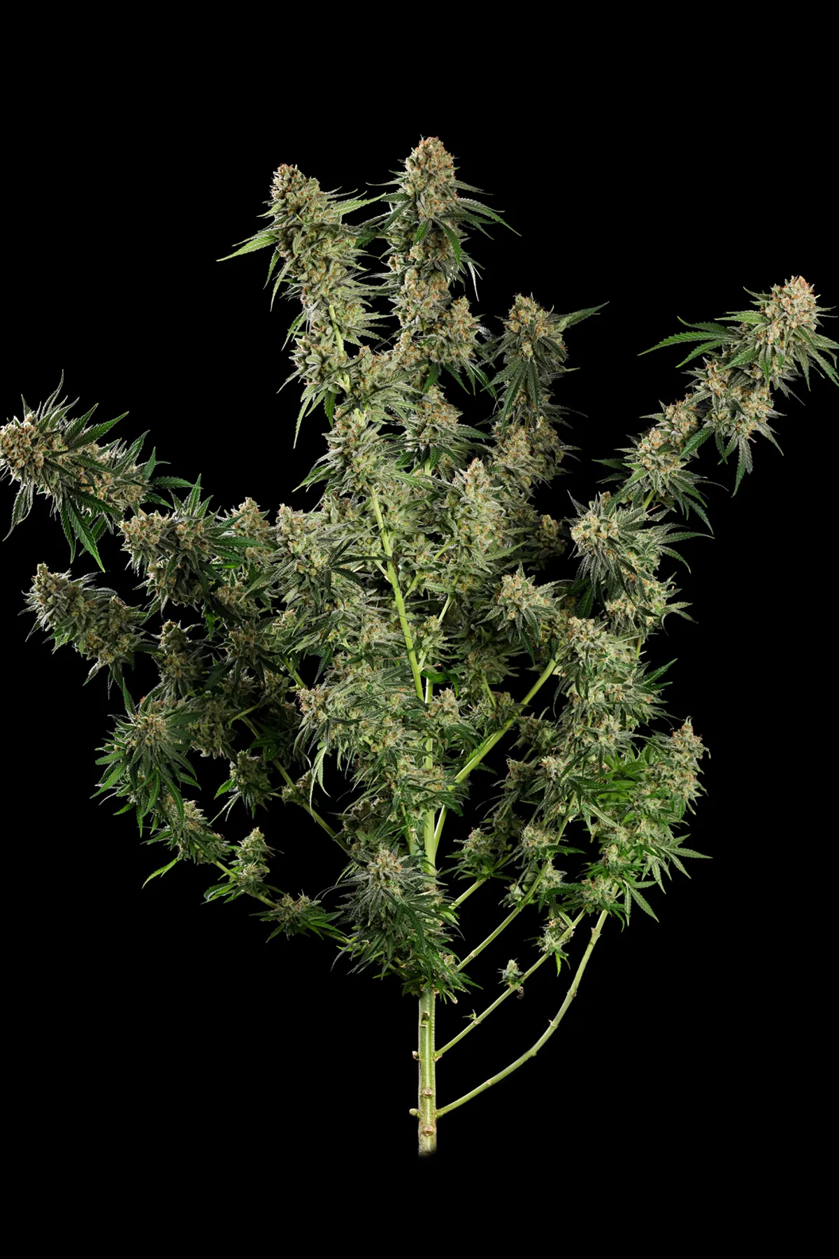 Mendo Crème (Feminized Seeds) – 3 Seeds view 2