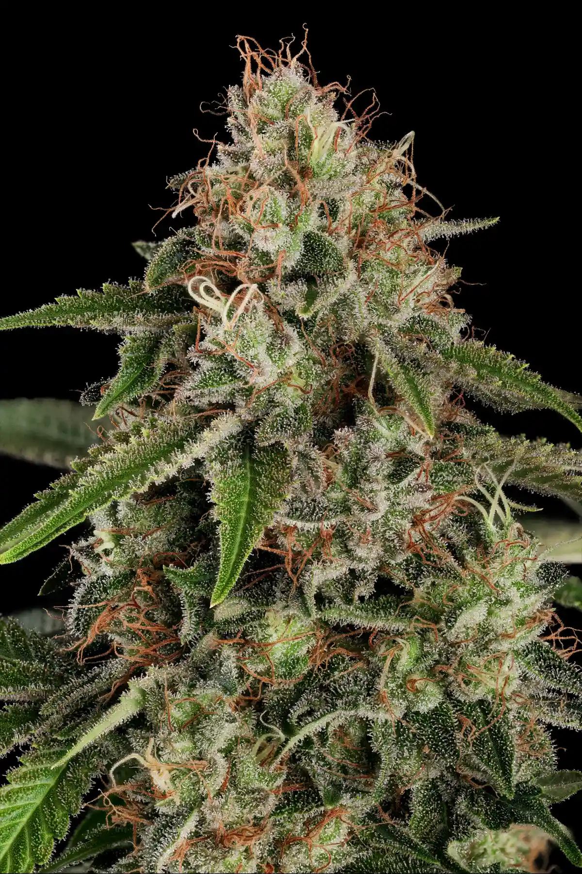 Original White Widow (IBL) (Feminized Seeds) – 10 Seeds view 4