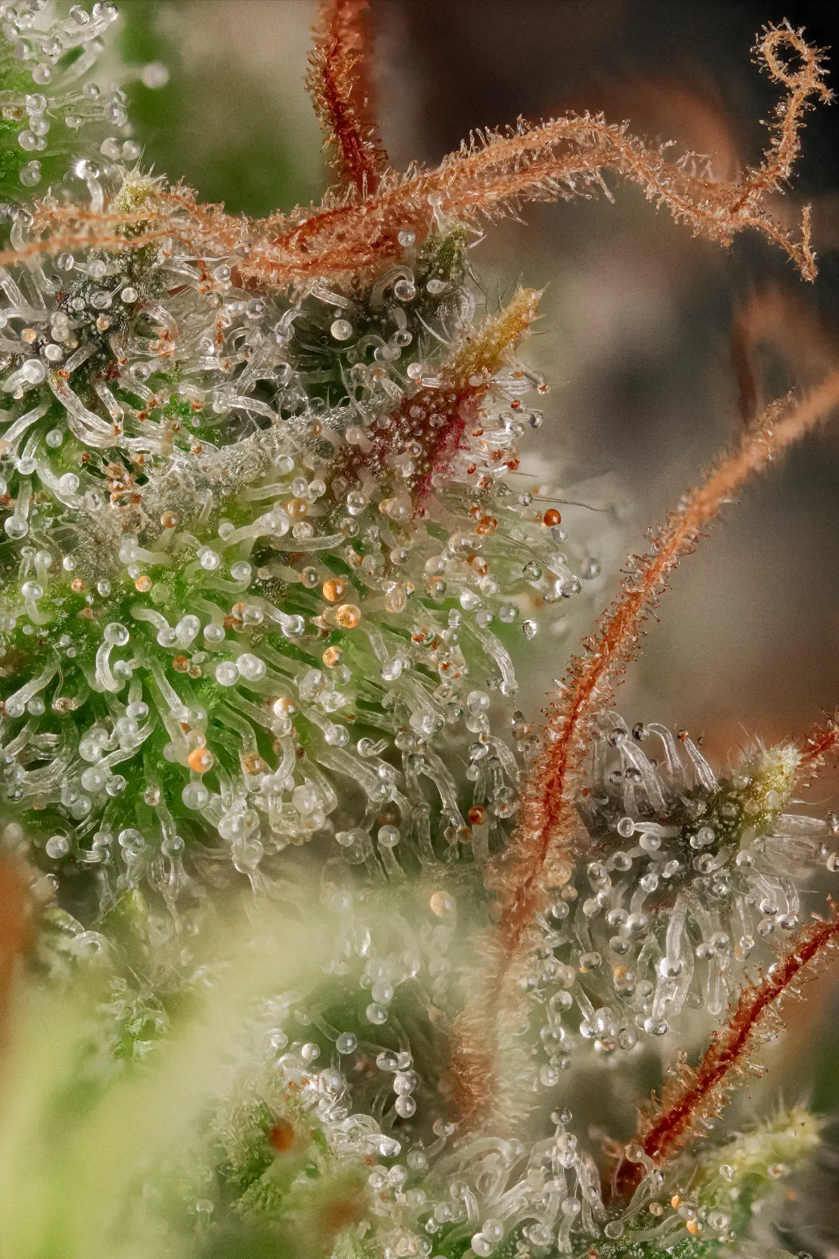 Original White Widow (IBL) (Feminized Seeds) – 10 Seeds view 3