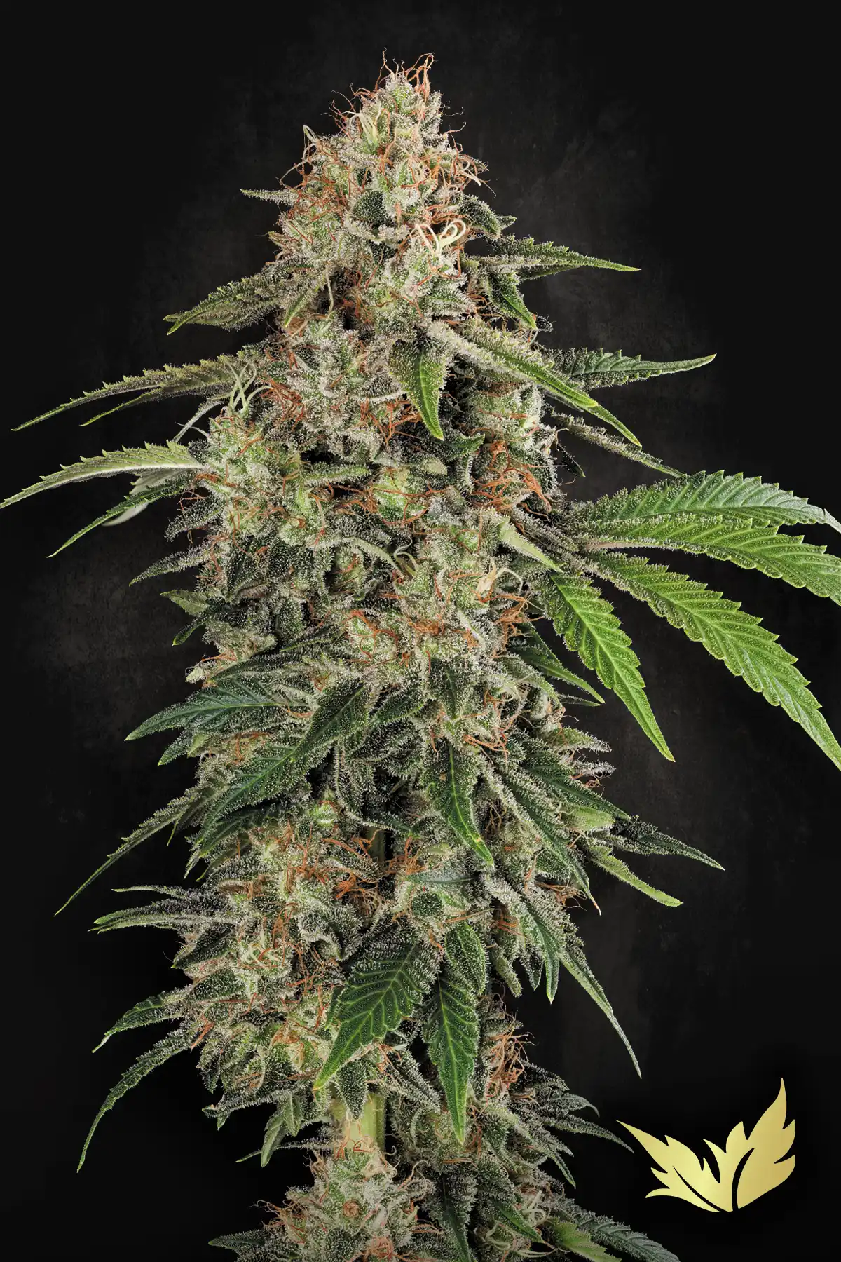 Original White Widow cannabis strain by Paradise Seeds