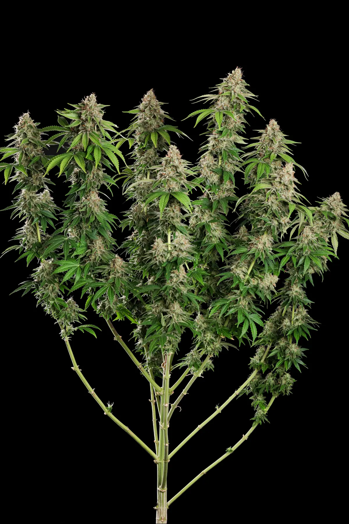 Original White Widow (IBL) (Feminized Seeds) – 10 Seeds view 2