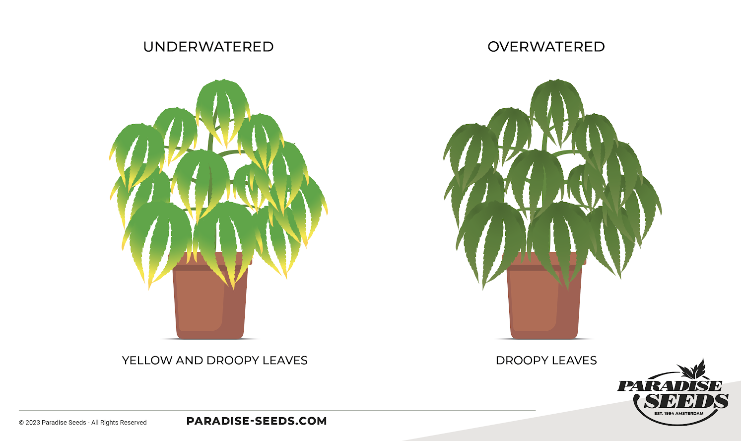 Underwatering vs Overwatering cannabis