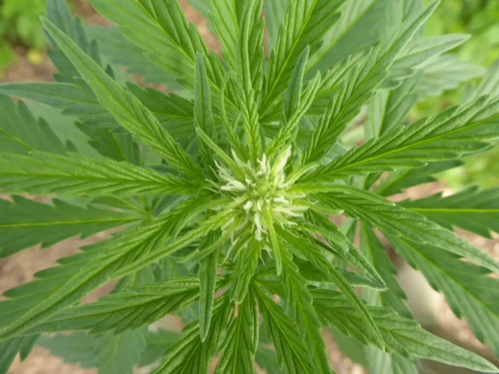 Cannabis early flowering bud
