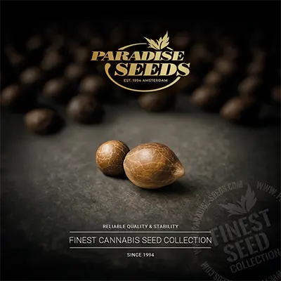 Catálogo en inglés de Paradise Seeds 2025 <br>