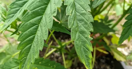 Leaf showing cannabis nutrient excess