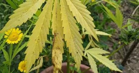 Leaf displaying cannabis nutrient deficiency - manganese.