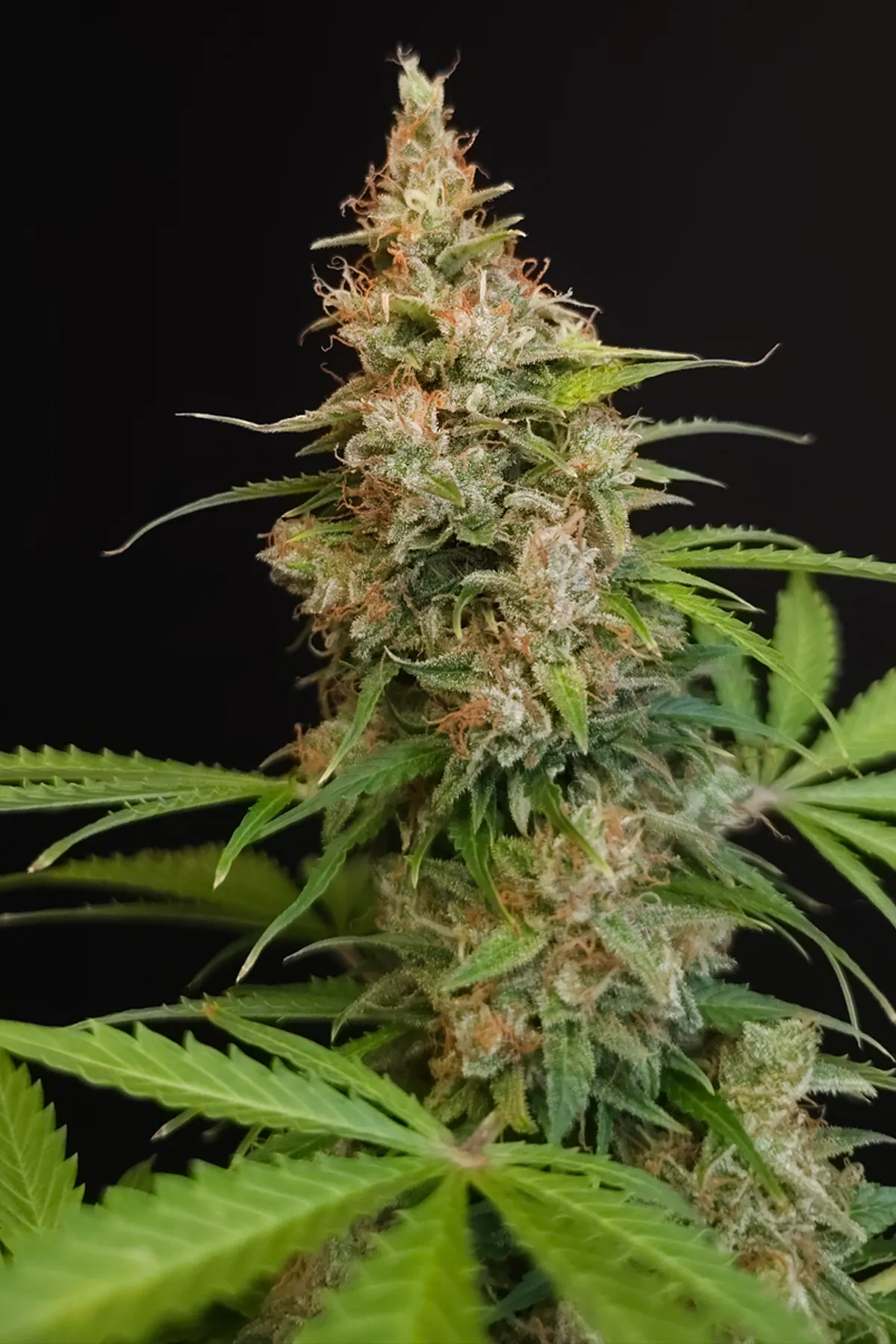 Pandora Auto (Autoflower Seeds) – 10 Seeds view 4