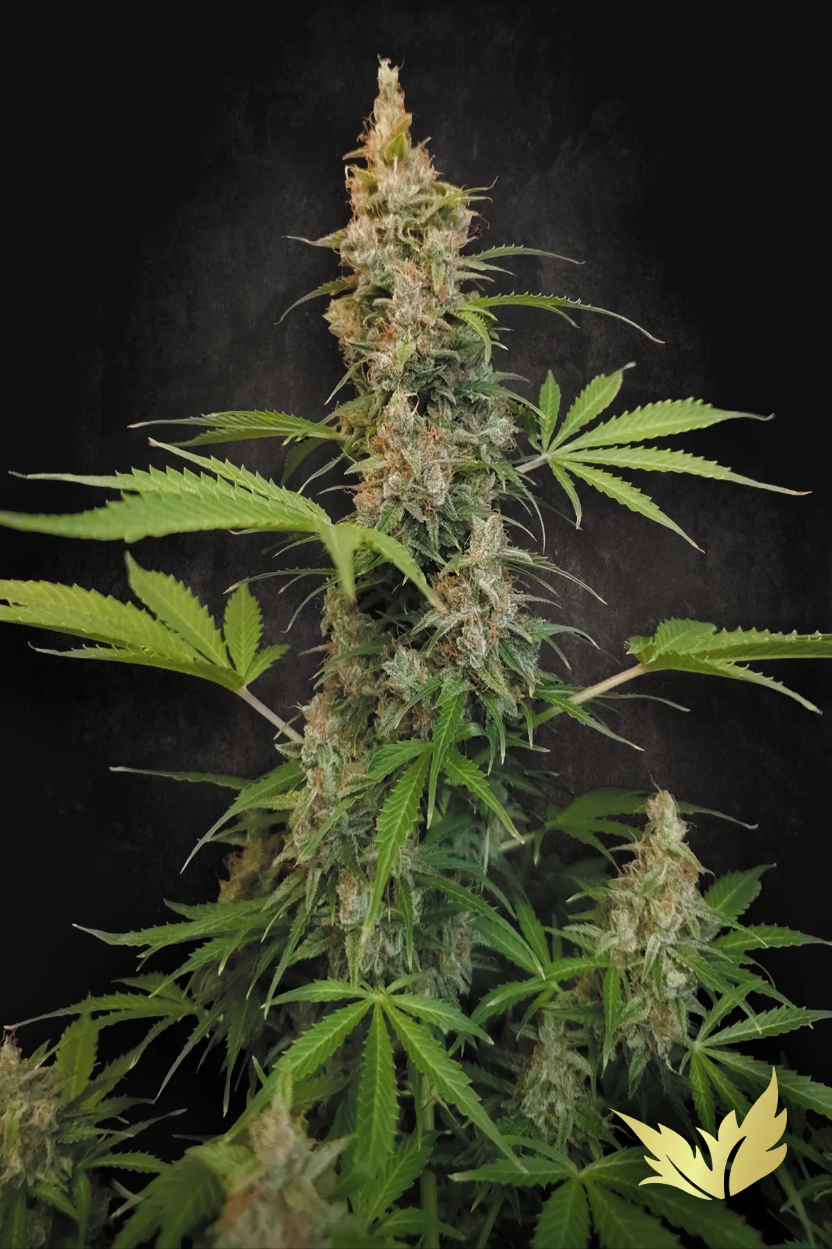 Pandora cannabis strain by Paradise Seeds