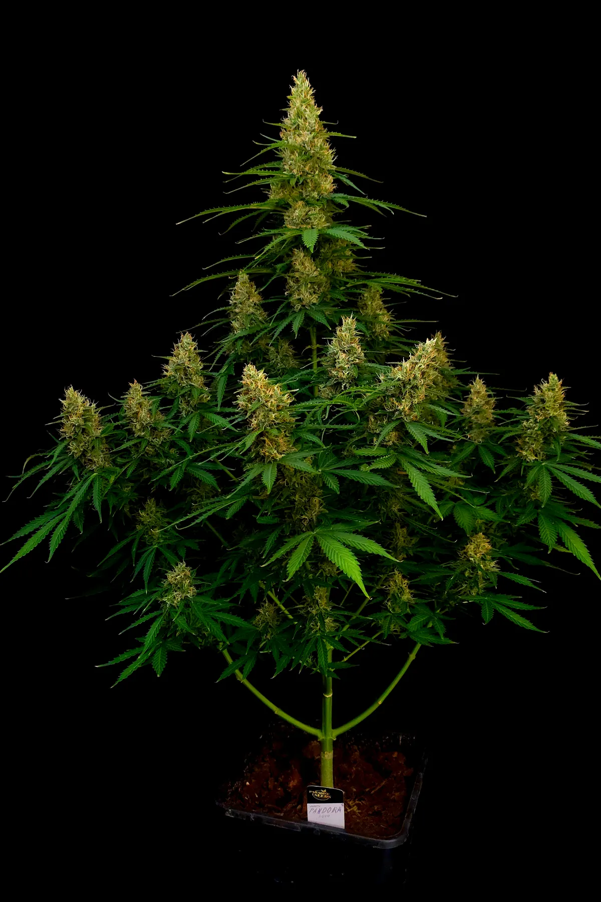 Pandora Auto (Autoflower Seeds) – 10 Seeds view 3